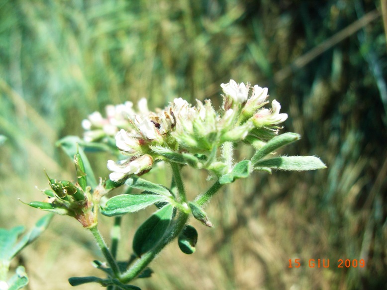 Lotus rectus (=Dorycnium rectum) / Trifoglino palustre